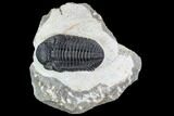 Bargain, Pedinopariops Trilobite - Mrakib, Morocco #110679-1